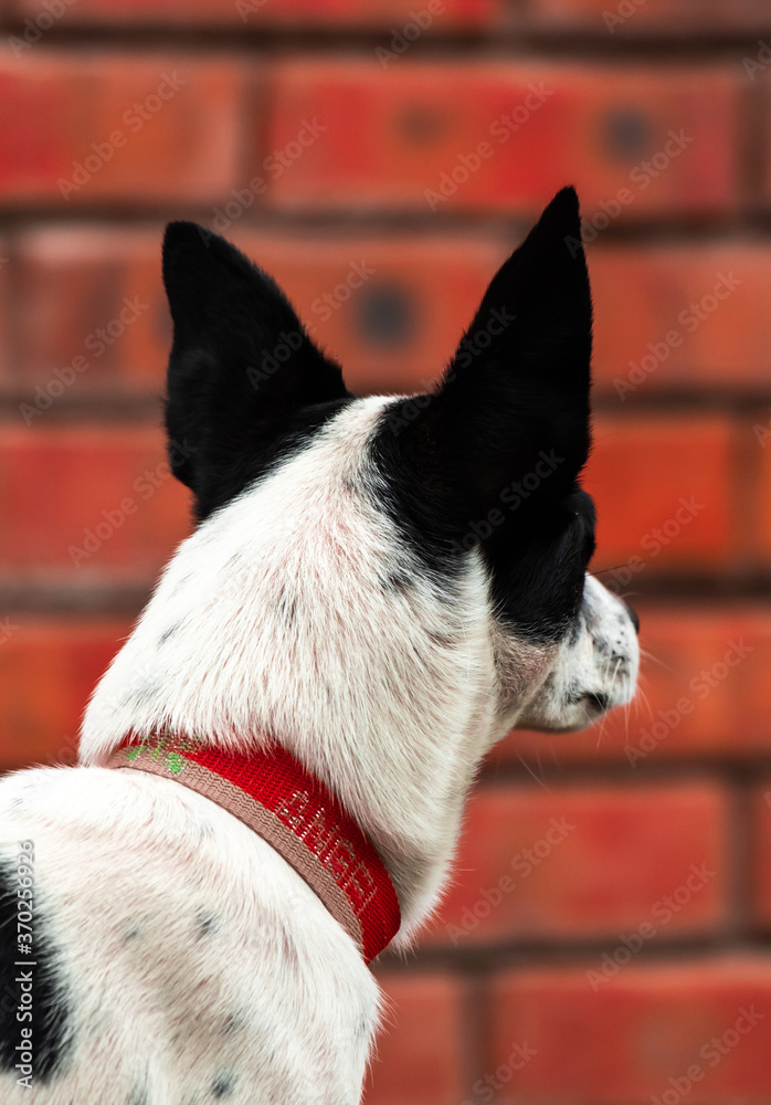 Beautiful dog on a brick wall background