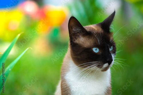 Beautiful photo in the garden, Siamese cat in front of flowers and in a beautiful pose with a lot of negative space