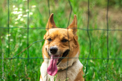 Close up portrait of handsome welsh corgi against green backyard background, domestic purebred dog © FellowNeko