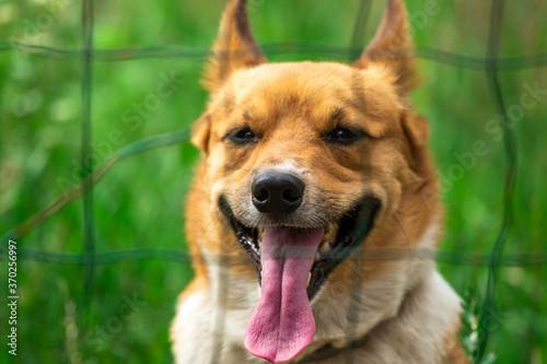 Close up portrait of handsome welsh corgi against green backyard background, domestic purebred dog
