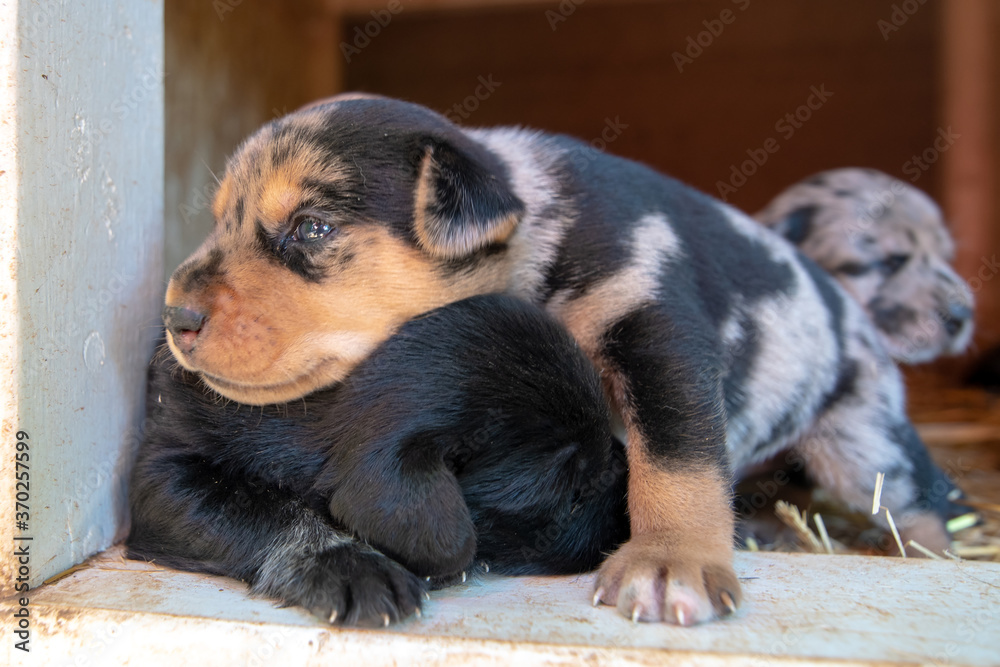 week old newborn terrier puppies browsing around the doghouse week old newborn terrier puppies browsing around the doghouse