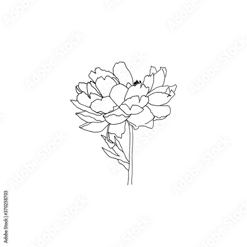 Fototapeta Naklejka Na Ścianę i Meble -  Simple and clean hand drawn floral. Sketch style botanical illustration. Great for invitation, greeting card, packages, wrapping, etc. 