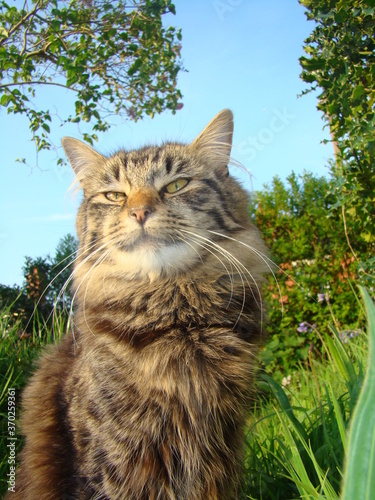 Proud Cat 
