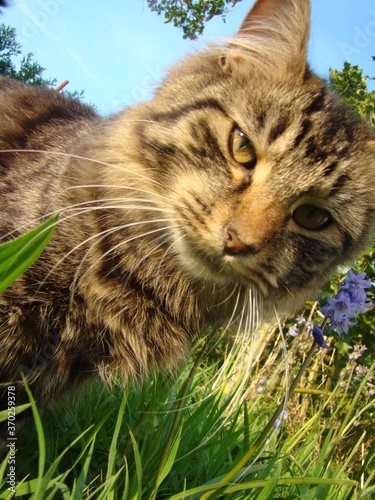 Canny cat 