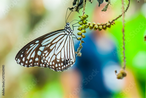 Black and white butterfy in nature photo