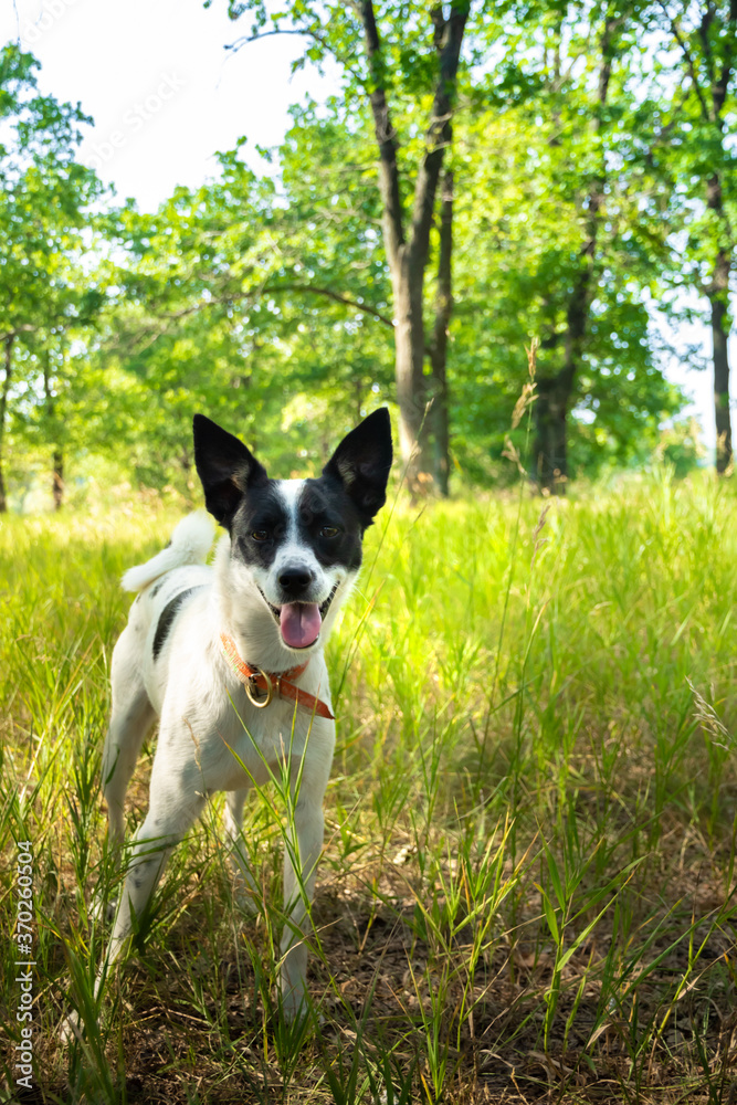 Joyful basenji dog in the forest