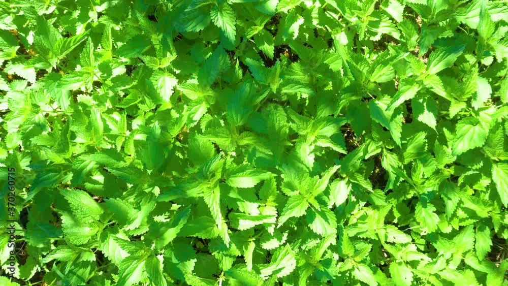 Closeup motion shot of bright green nettle leaves Closeup motion shot of bright green nettle leaves