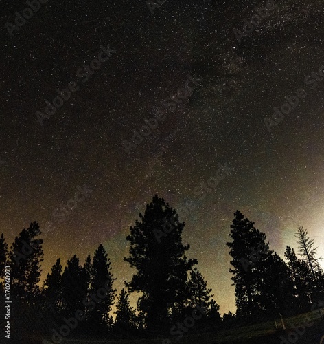 night starry sky with milky way ove pine trees