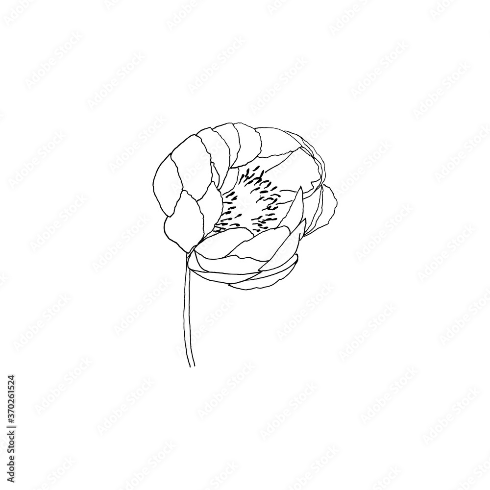 Simple and clean hand drawn floral. Sketch style botanical illustration. Great for invitation, greeting card, packages, wrapping, etc. Simple and clean hand drawn floral. Sketch style botanical illustration. Great for invitation, greeting card, packages, wrapping, etc.