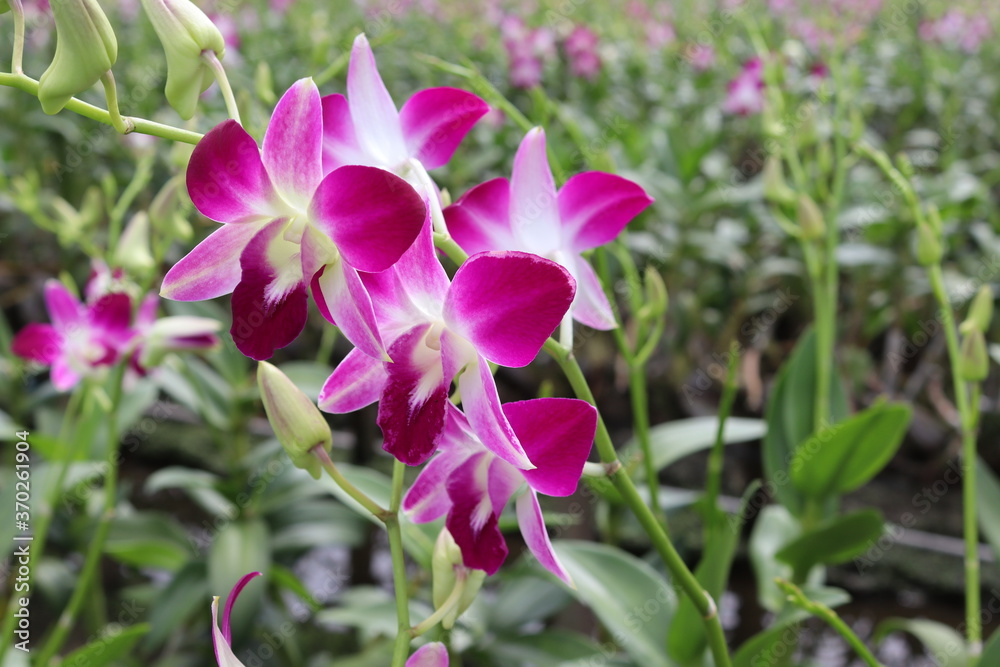 Orchid flowers purple blooming on green leaves and tree closeup in the Thailand garden. Orchid flowers purple blooming on green leaves and tree closeup in the Thailand garden.