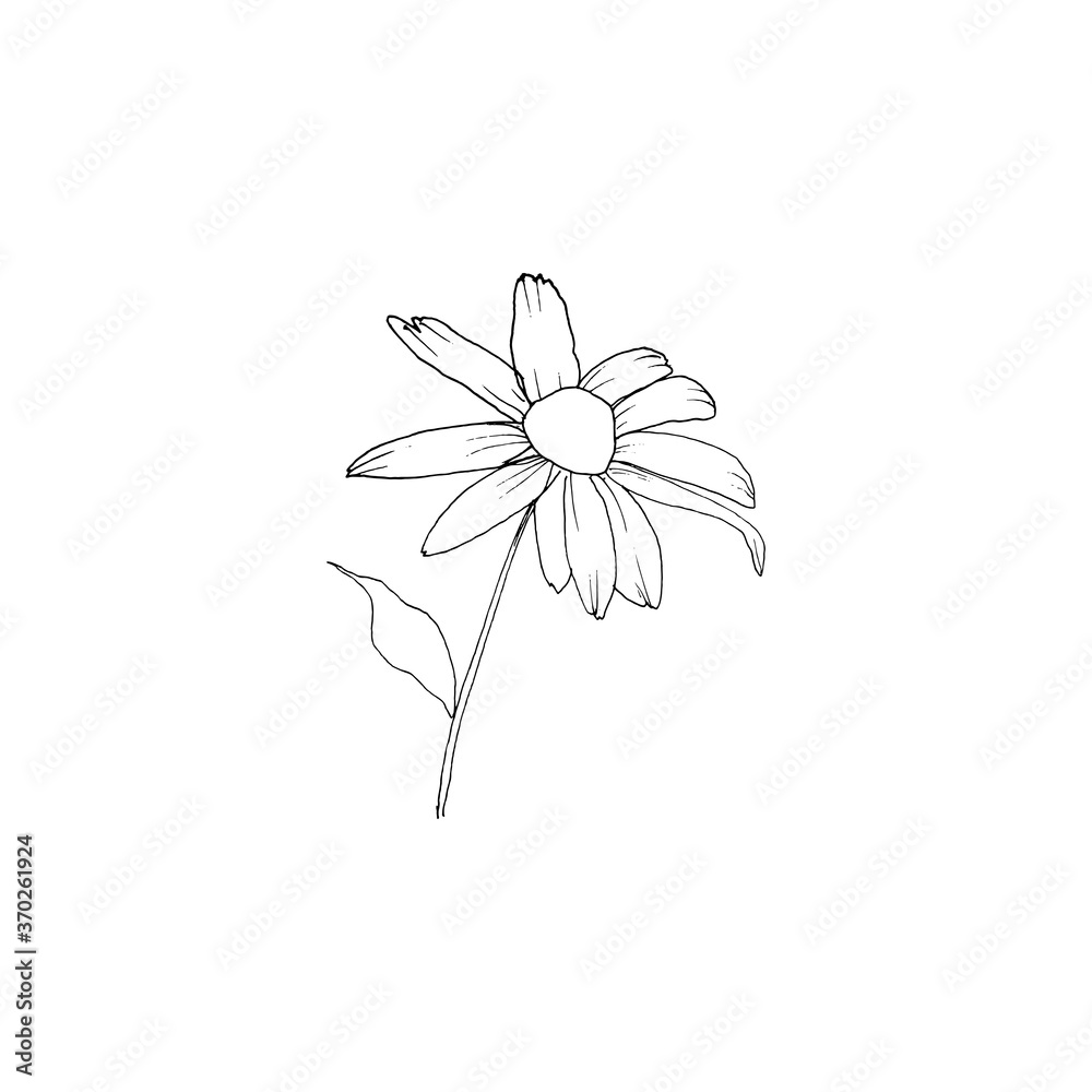 Simple and clean hand drawn floral. Sketch style botanical illustration. Great for invitation, greeting card, packages, wrapping, etc. 