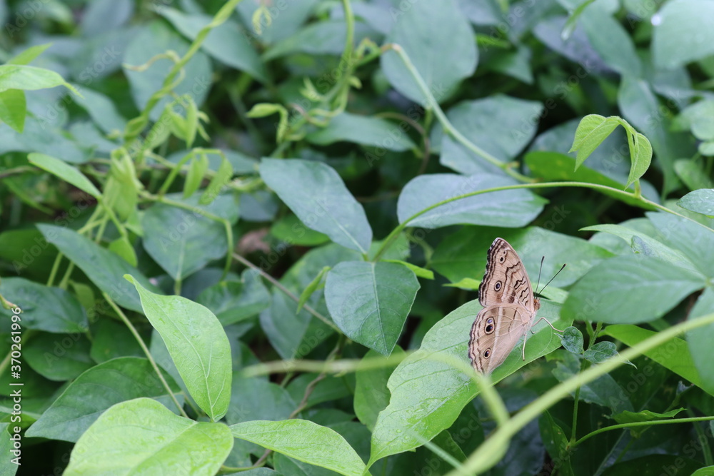 Butterfly perching on green leaves closeup with water droplets after the rain falling. Butterfly perching on green leaves closeup with water droplets after the rain falling.