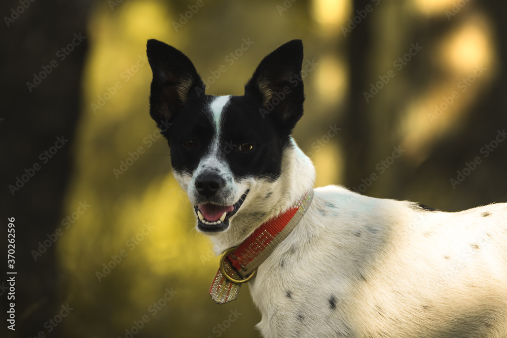 Portrait of a cheerful dog in the forest