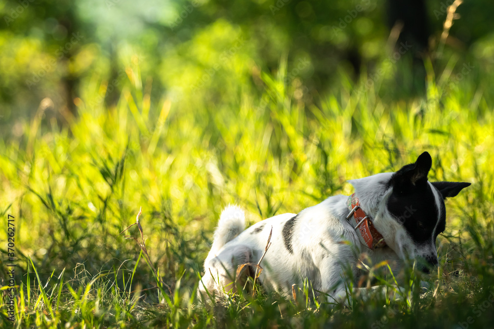 Basenji dog in the dawn grass beautiful bright fresh background in nature