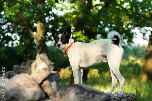 A dog near the rocks in the forest in full growth, an assistant in hiking, Basenji breed