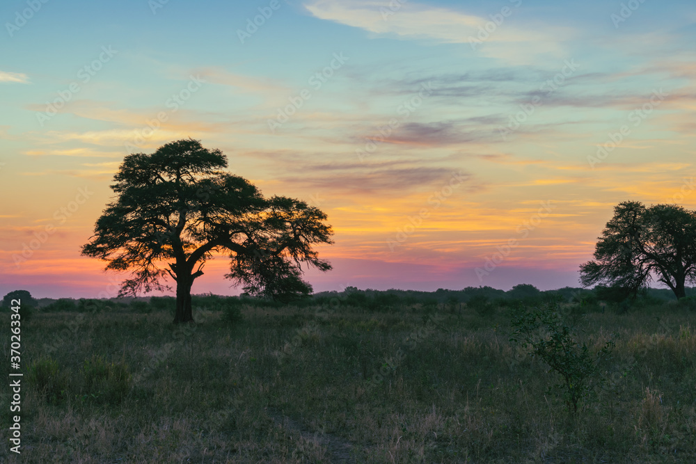 atardecer de campo con árbol de algarrobo en primer plano con el sol ya puesto en horizonte atardecer de campo con árbol de algarrobo en primer plano con el sol ya puesto en horizonte