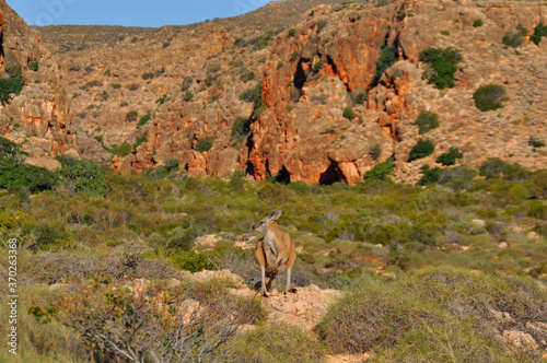 A red kangaroo with a rocky gorge in the background