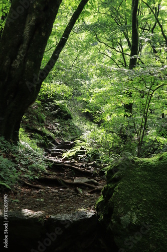 Natural landscape in mitake mountain   japan  tokyo