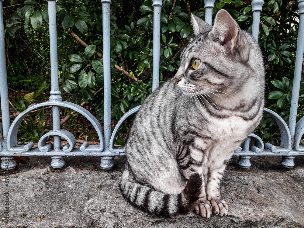 Obraz premium a gray cat sitting on a fence