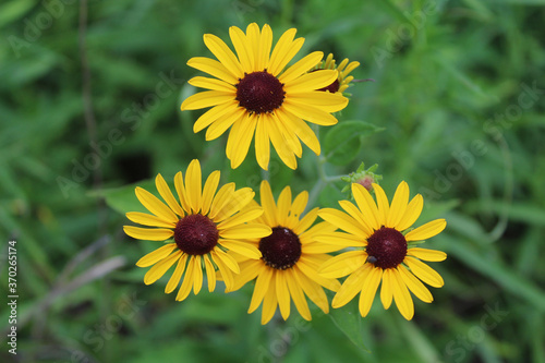 Four black-eyed Susan blooms at Miami Woods in Morton Grove  Illinois