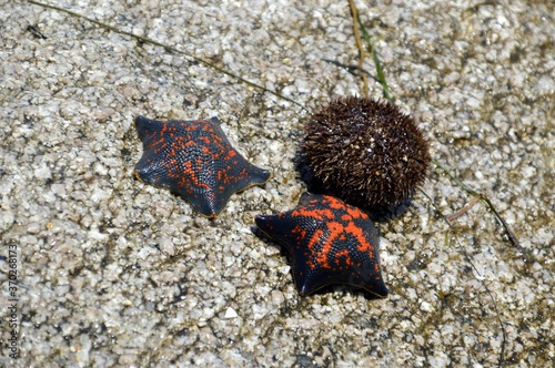 Two black and red sea stars Patiria pectinifera next to sea urchin Strongylocentrotus intermedius from Japanese sea, Russia photo