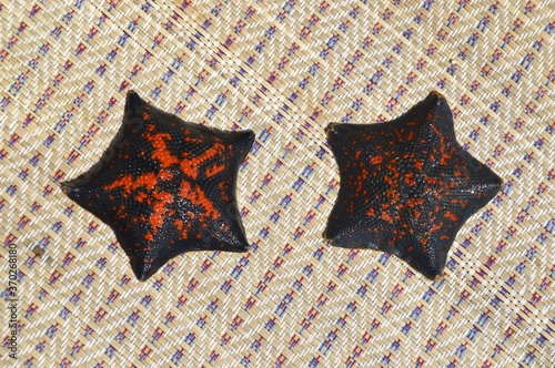 Two black and red sea stars Patiria pectinifera from Japanese sea, Russia  photo