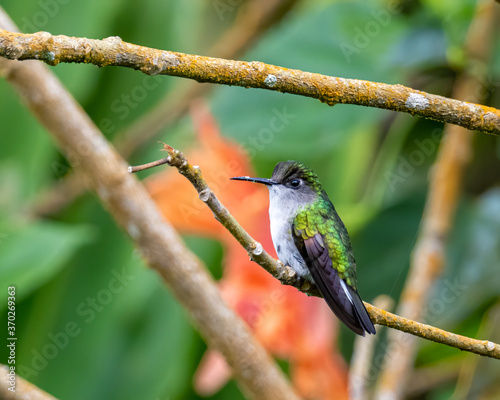 Black-bellied Hummingbird highland endemic hummingbird of Costa Rica