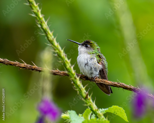 Black-bellied Hummingbird highland endemic hummingbird of Costa Rica photo