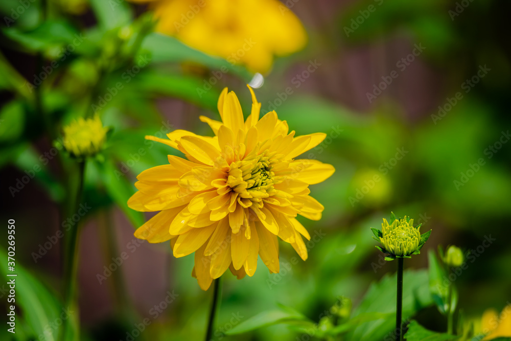 Yellow dahlia flowers in the garden Yellow dahlia flowers in the garden