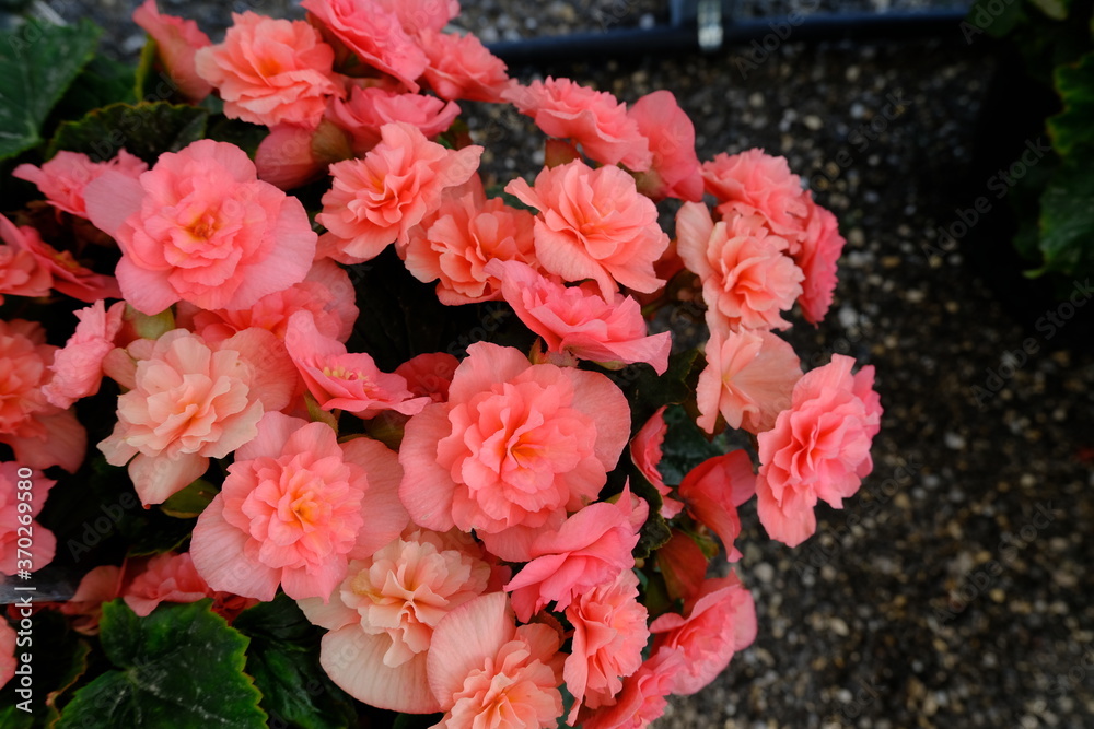 Fototapeta Kwiaty Begonia, flowers background | Fototapety