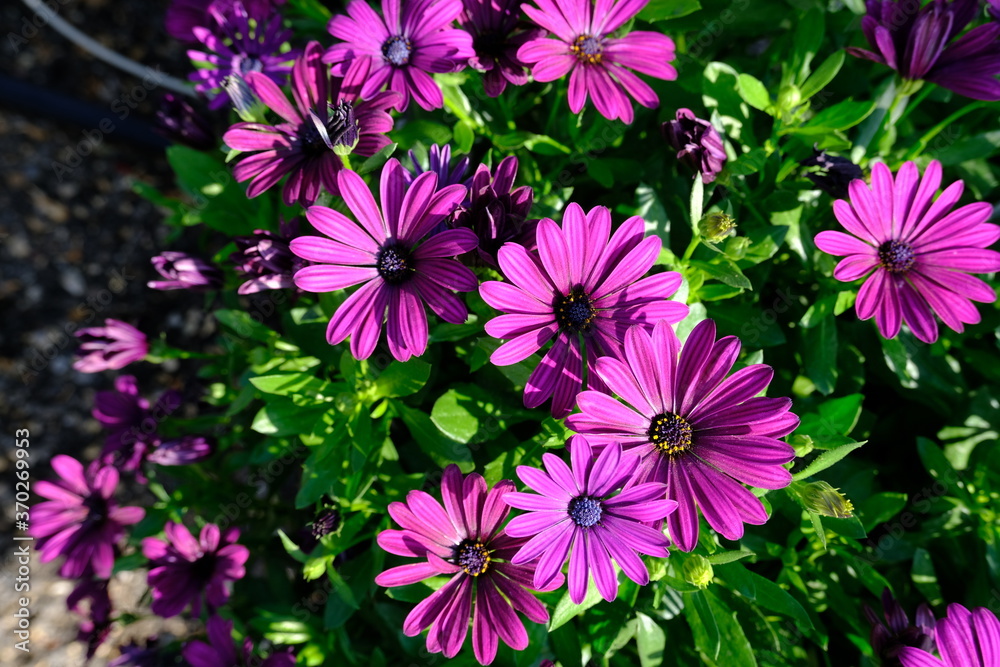 osteospermum - summer flowers osteospermum - summer flowers