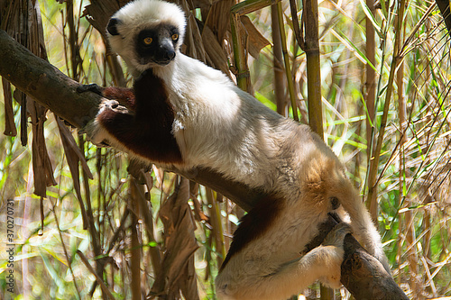 Canvastavla マダガスカルのコクウェレルシファカ (Coquerel's sifaka)