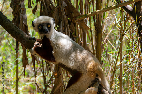 マダガスカルのコクウェレルシファカ (Coquerel's sifaka) photo