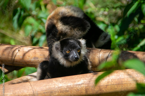 Fototapeta Naklejka Na Ścianę i Meble -  マダガスカルのシロクロエリマキキツネザル（クロシロエリマキキツネザル） (Black-and-white ruffed lemur)