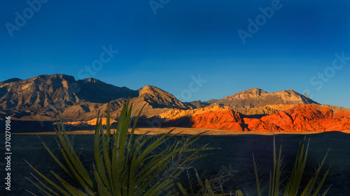 Yuccas dance in Red Rock afternoon.  Red Rock, a Nevada state park, is near Las Vegas.