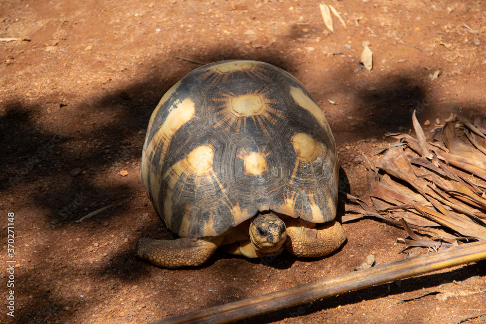 Obraz premium マダガスカルのホウシャガメ(Radiated tortoise)(Sokake)