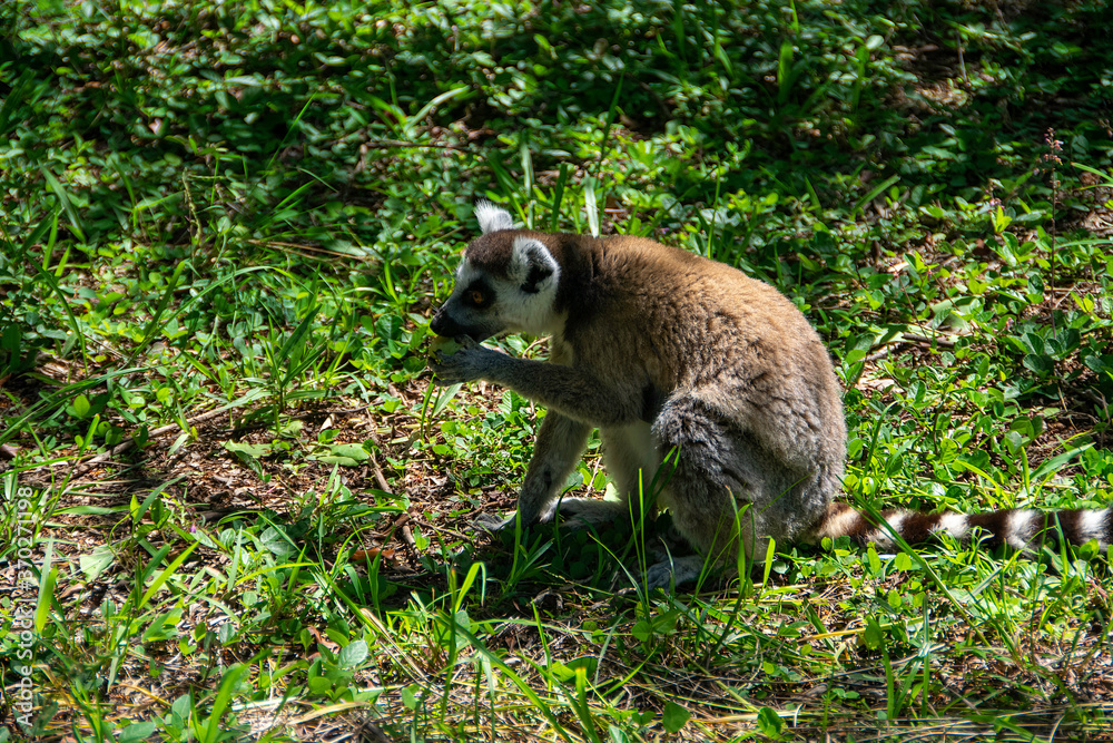 Fototapeta premium マダガスカルのワオキツネザル(Ring-tailed lemur)