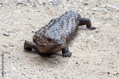 shingleback lizard photo