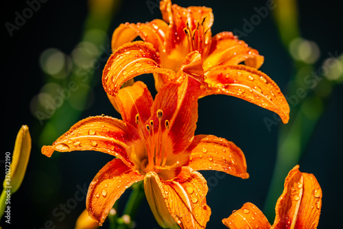 Lily flowers in the garden 