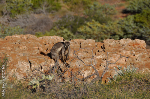 Endangered Black fanked rock wallaby in its natural rocky habitat