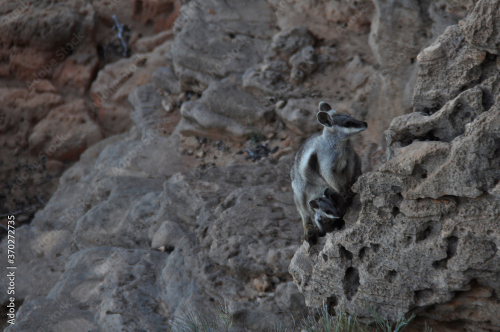 Mother and joey Black flanked rock wallaby