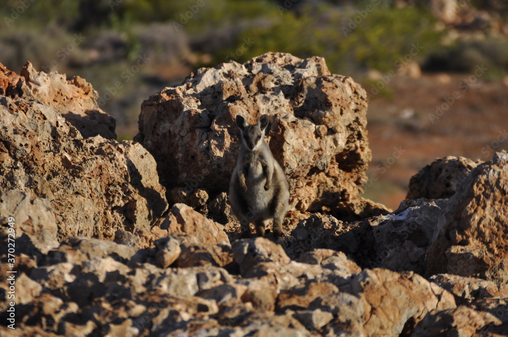 Black footed rock wallaby. An endangered species that live in rocky outcrops of gorges in Cape Range National Park in the arid north west of Australia.