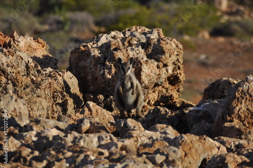 Black footed rock wallaby. An endangered species that live in rocky outcrops of gorges in Cape Range National Park in the arid north west of Australia.