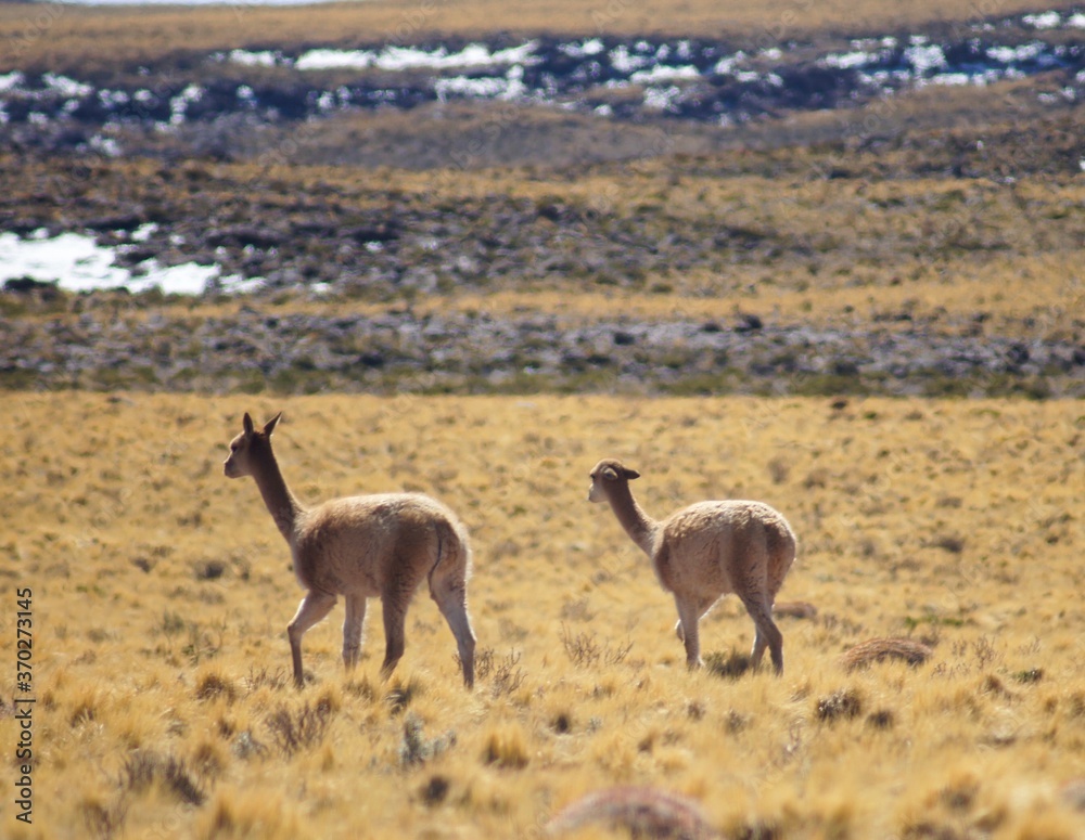 Vicuñas in the Atacama Desert Vicuñas in the Atacama Desert