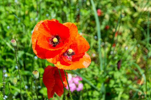 flowers and boxes of opium poppy, soft focus, toning