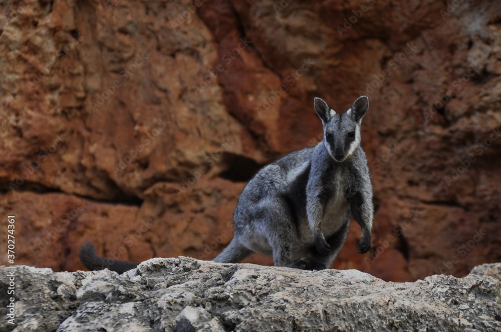 Black footed rock wallaby. An endangered species that lives in the arid north west of Australia. Black footed rock wallaby. An endangered species that lives in the arid north west of Australia.