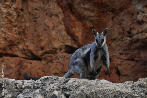 Black footed rock wallaby. An endangered species that lives in the arid north west of Australia.