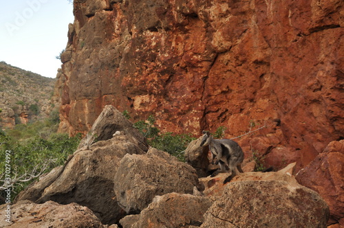 A black flanked rock wallaby (warru) against the brilliant red of its rocky home. These small marsupials are skilled rock hoppers and take protection living on the cliffs of gorges.