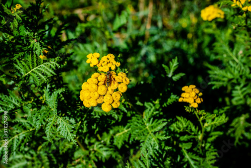 Insect on common tansy plant 