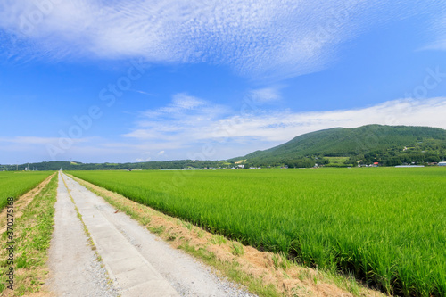                                                                 Rice field and Farm road Image of summer Ooita-ken Kusu-gun